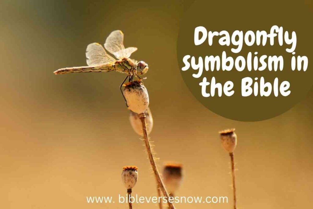 Dragonfly Spiritual Meaning