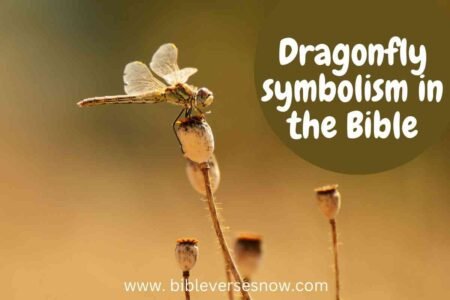 Dragonfly Spiritual Meaning: A Symbol of Change, Growth, and Transformation Dragonfly Spiritual Meaning