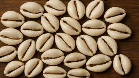 Puka Shell: The Ocean’s Timeless Fashion Treasure Puka Shell