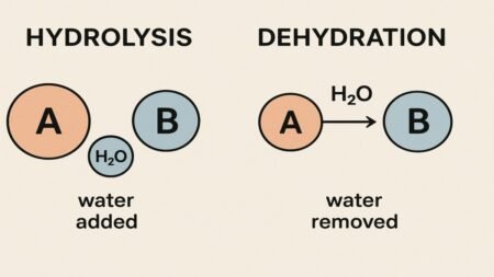 Hydrolysis vs Dehydration: Understanding Two Essential Chemical Reactions Hydrolysis vs Dehydration