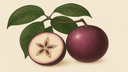 Chrysophyllum cainito