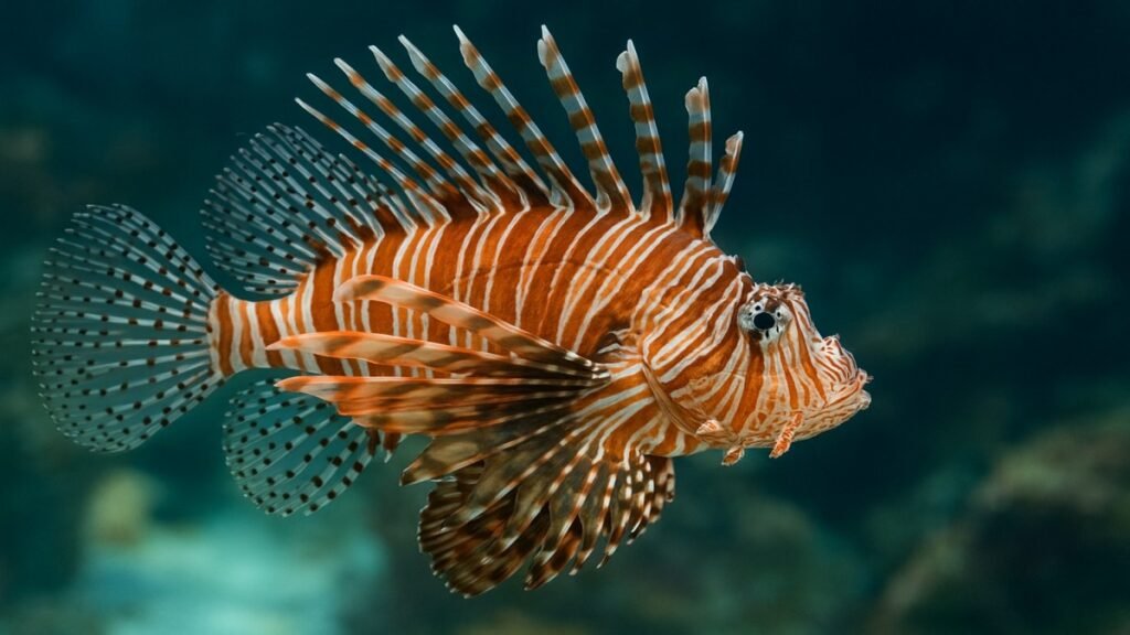 Pterois Lionfish: A Complete Guide to the Beautiful Yet Dangerous Predator Pterois Lionfish