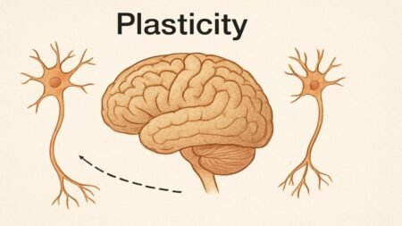 Plasticity
