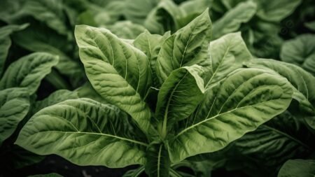 Leaves of Tobacco: Uses, Processing, Properties & Global Importance Leaves of Tobacco