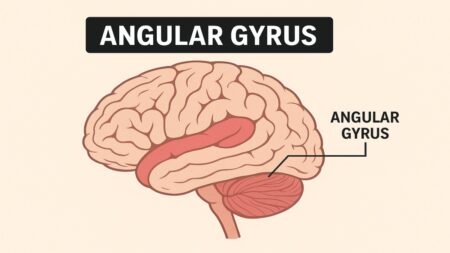 Angular Gyrus: Structure, Function, and Its Crucial Role in Human Cognition Angular Gyrus