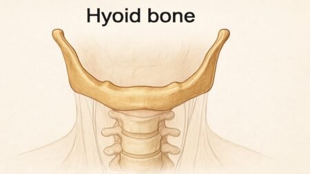Hyoid Bone