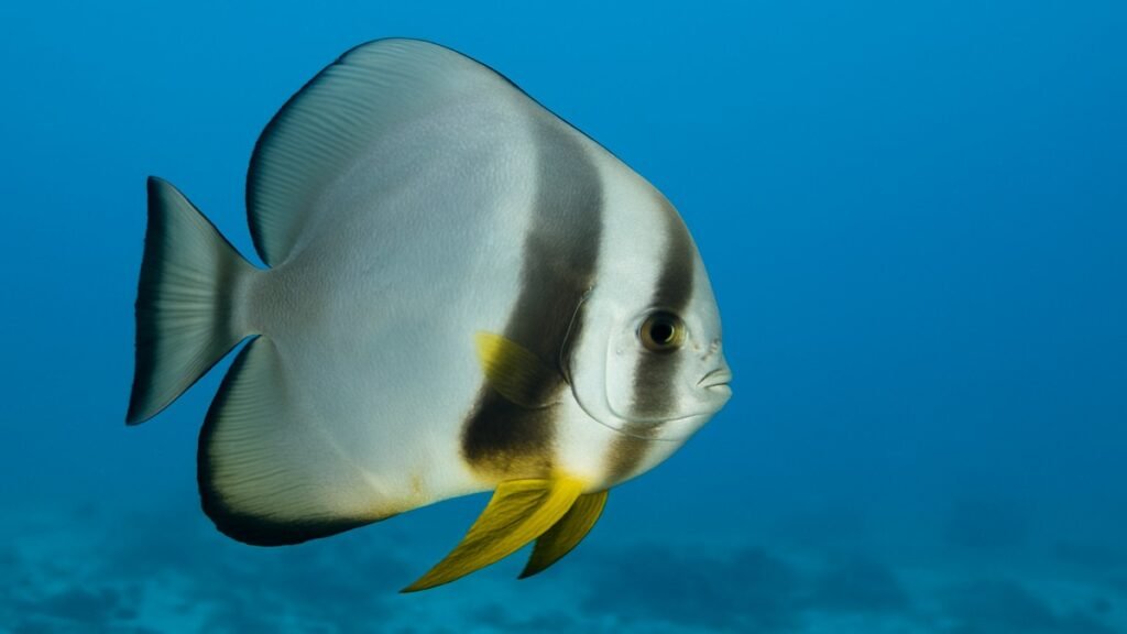 Bat Fish – A Complete Guide to the Unique Marine Species Bat Fish