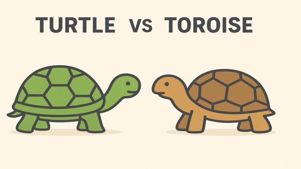 Turtle vs Tortoise
