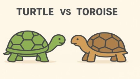 Turtle vs Tortoise